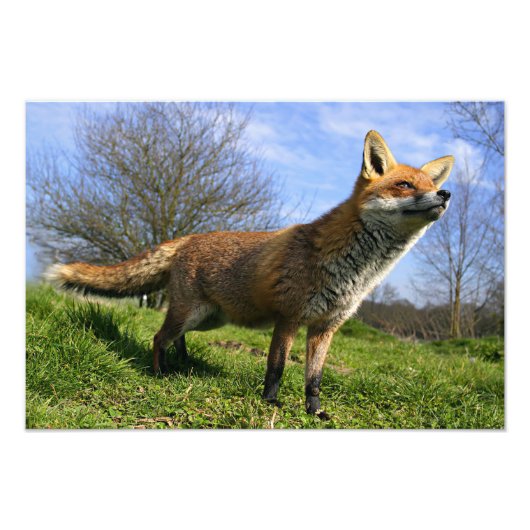 UK, England. Vulpes vulpes) Fotodruck (Vorne)