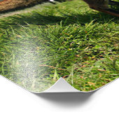 UK, England. Vulpes vulpes) Fotodruck (Ecke)