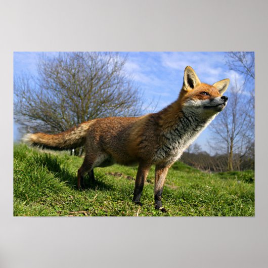 UK, England. Vulpes vulpes) Poster (Vorne)