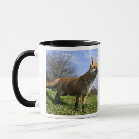 UK, England. Vulpes vulpes) Tasse (Links)