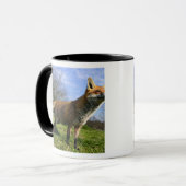 UK, England. Vulpes vulpes) Tasse (Vorderseite Links)
