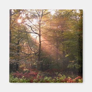 UK. Forest of Dean. Sonnenstrahl durchdringt einen Magnet