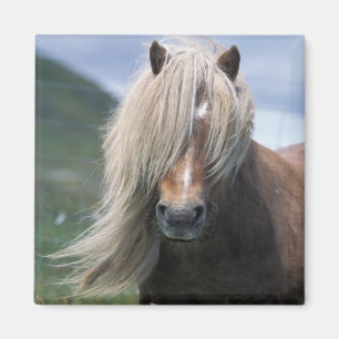 UK, Schottland, Shetland-Inseln, Shetlandpony Magnet