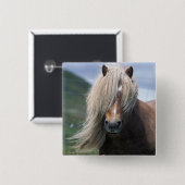 UK, Schottland, Shetland Islands, Shetland Pony Button (Vorne & Hinten)