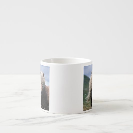 UK, Schottland, Shetland Islands, Shetland Pony Espressotasse (Vorderseite)