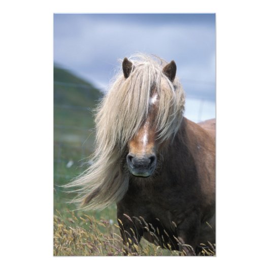 UK, Schottland, Shetland Islands, Shetland Pony Fotodruck (Vorne)