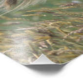 UK, Schottland, Shetland Islands, Shetland Pony Fotodruck (Ecke)