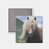 UK, Schottland, Shetland Islands, Shetland Pony Magnet (Vorderseite/Rückseite)