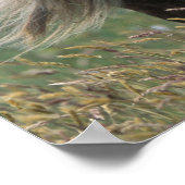 UK, Schottland, Shetland Islands, Shetland Pony Poster (Ecke)