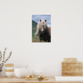 UK, Schottland, Shetland Islands, Shetland Pony Poster (Küche)