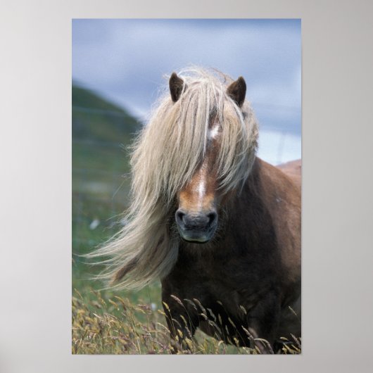 UK, Schottland, Shetland Islands, Shetland Pony Poster (Vorne)