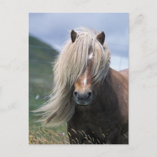 UK, Schottland, Shetland Islands, Shetland Pony Postkarte (Vorderseite)