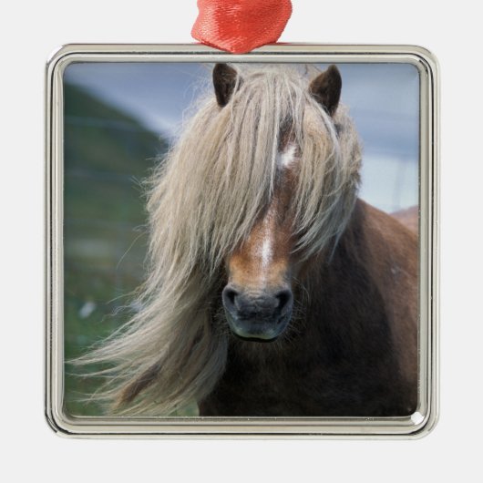 UK, Schottland, Shetland Islands, Shetland Pony Silbernes Ornament (Vorne)
