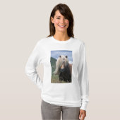 UK, Schottland, Shetland Islands, Shetland Pony T-Shirt (Vorne ganz)