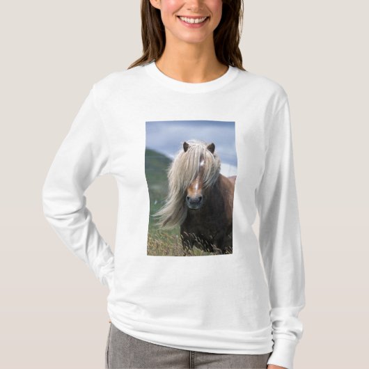 UK, Schottland, Shetland Islands, Shetland Pony T-Shirt (Vorderseite)