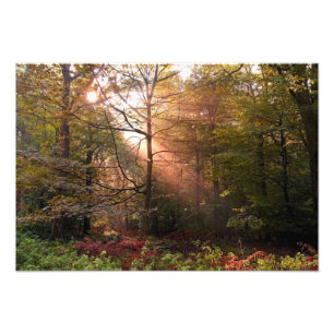 UK. Wald von Dean. Sonnenstrahl dringt in einen Fotodruck