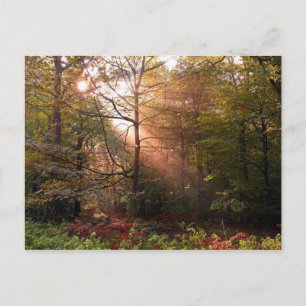 UK. Wald von Dean. Sonnenstrahl dringt in einen Postkarte