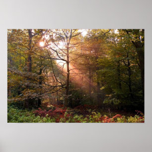UK. Wald von Dean. Sonnenstrahl durchdringt einen Poster