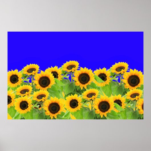 Ukraine Freedom Peace - Ukrainian Flag Sunflowers  Poster (Vorne)