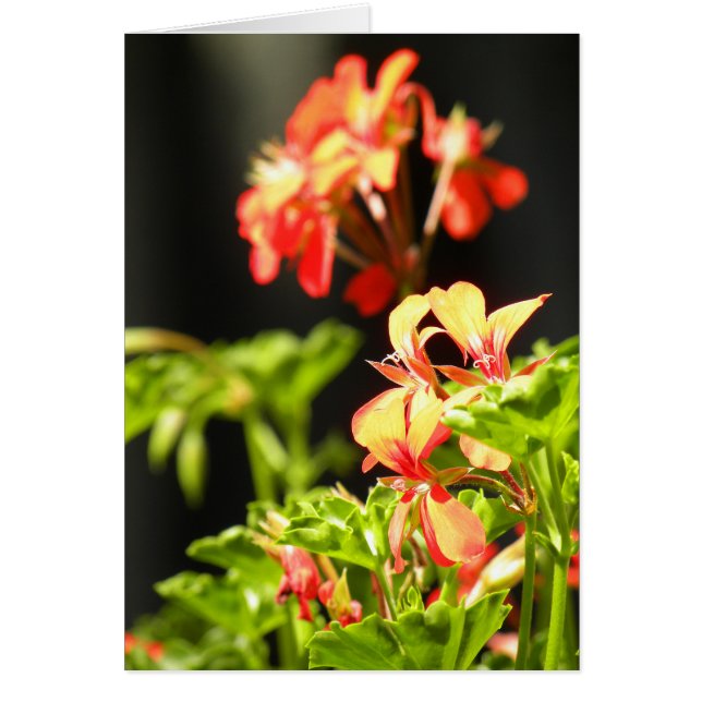 Ukrainische Blume (Vorne)