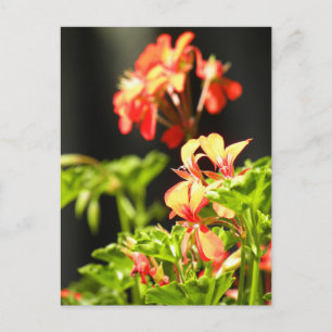 Ukrainische Blume Postkarte