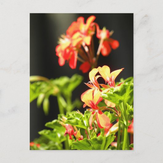 Ukrainische Blume Postkarte (Vorderseite)