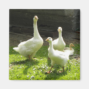 Ukrainische Gänse Magnet