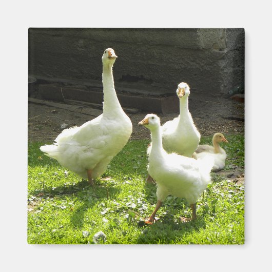 Ukrainischer Gänse Magnet (Vorne)