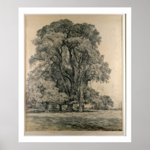 Ulmen in Old Hall Park, East Bergholt, 1817 ( Poster