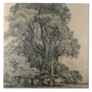 Ulmenbäume in altem Hall parken, OstBergholt, 1817 Fliese
