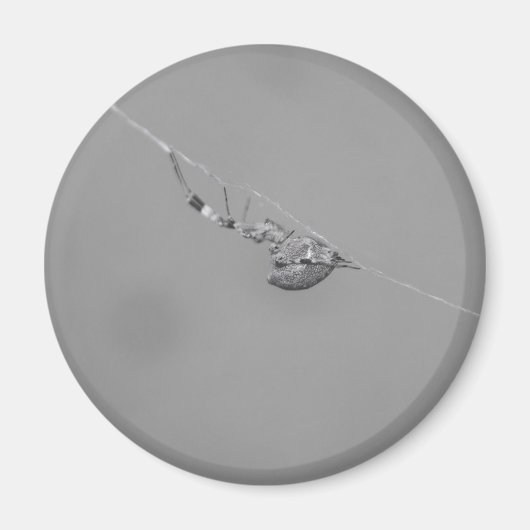 Uloborus Magnet (Vorne)