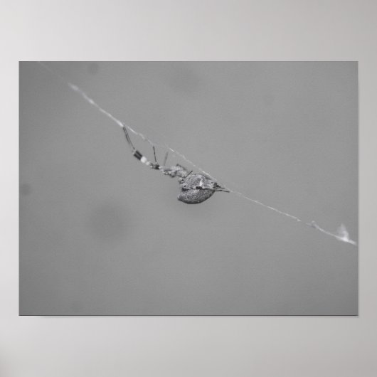 Uloborus Poster (Vorne)