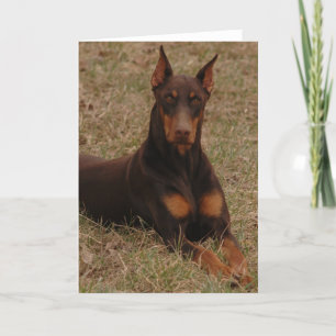 Ultimate Guard Hund Karte