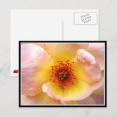 Ultra-Blume Postkarte (Vorne/Hinten)