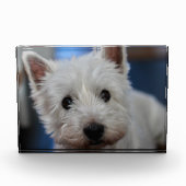 Ultra Niedliche Pestie Westie Terrier Fotoblock (Vorderseite)