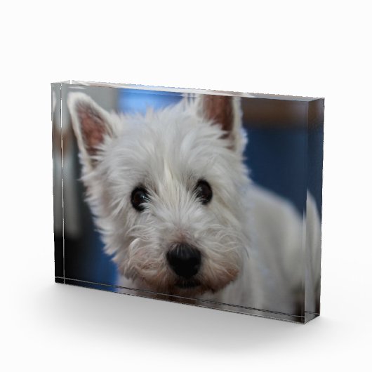 Ultra Niedliche Pestie Westie Terrier Fotoblock (Rechts)