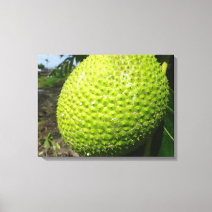 Ulu oder Breadfruit Leinwanddruck
