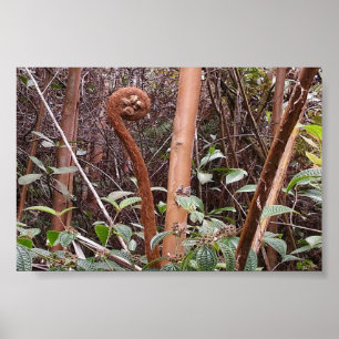 ULUHE FERN POSTER