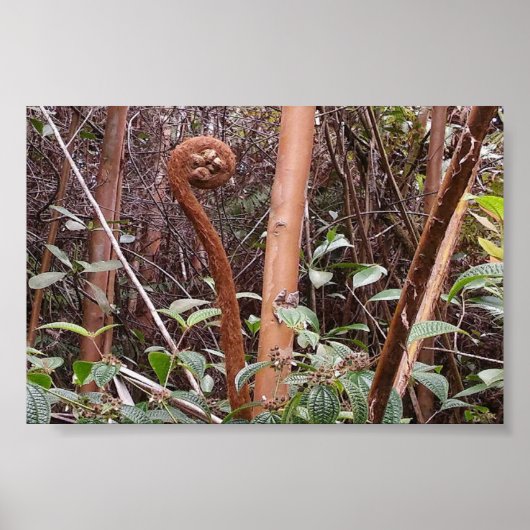 ULUHE FERN POSTER (Vorne)