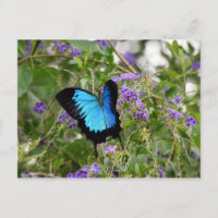 ULYSSES BUTTERFLY LÄNDLICHE QUEENSLAND AUSTRALIEN