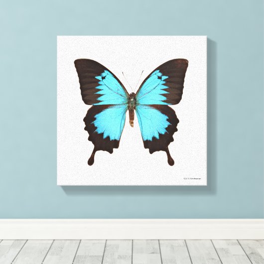 Ulysses Butterfly Leinwanddruck (Insitu (Holzboden))