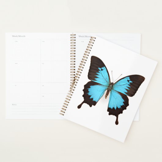 Ulysses Butterfly Planer (Anzeige)