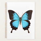 Ulysses Butterfly Planer (Vorderseite)