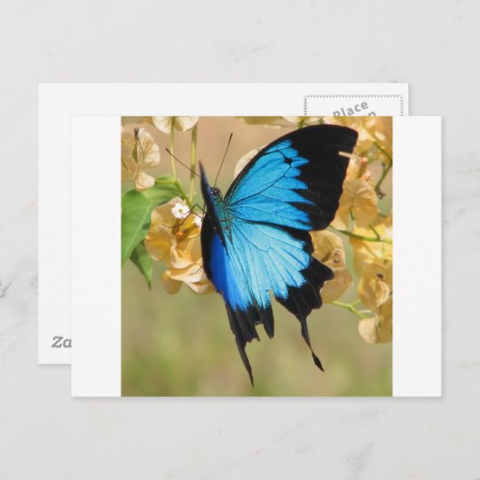 Ulysses Butterfly Postkarte (Vorne/Hinten)