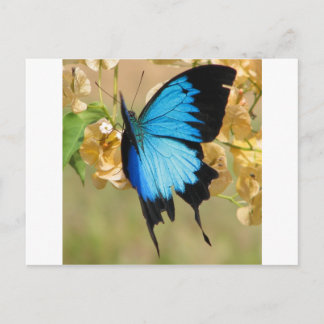 Ulysses Butterfly Postkarte