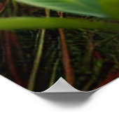 Um lobo-guará na planície Pantaneira. Poster (Ecke)