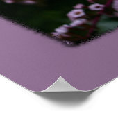 Um Sie selbst zu sein, drucken Sie gerbera daisy B Poster (Ecke)