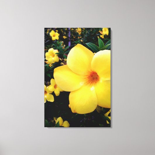 Uma alamanda leinwanddruck (Vorderseite)