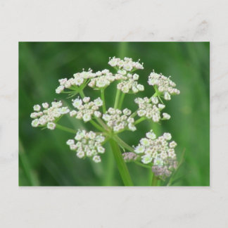 Umatilla Oregon Flora Blume Pflanze Botany Postkarte