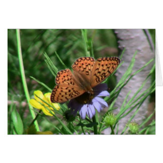 Umatilla Oregon Insekten / Arachnids Bugs Fauna